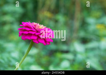 Extreme Nahaufnahme von Zinnia Blumendetails - Platz kopieren Stockfoto