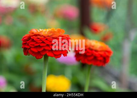 Extreme Nahaufnahme von Zinnia Blumendetails - Platz kopieren Stockfoto