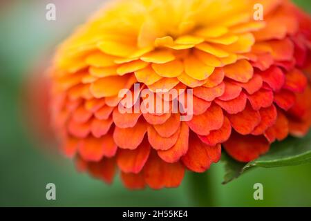 Extreme Nahaufnahme von Zinnia Blumendetails - Platz kopieren Stockfoto