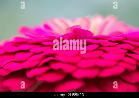 Extreme Nahaufnahme von Zinnia Blumendetails - Platz kopieren Stockfoto