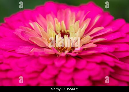 Extreme Nahaufnahme von Zinnia Blumendetails - Platz kopieren Stockfoto