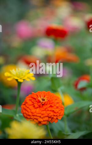 Bunte Zinnien blühen im Garten. Unscharfer Hintergrund. Speicherplatz kopieren Stockfoto