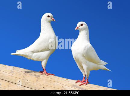 Zwei weiße Tauben isoliert auf blauem Hintergrund - Kaisertaube - Ducula Stockfoto