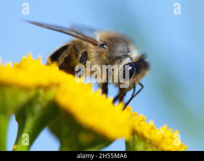 Detail der Biene oder Honigbiene in Latein APIs Mellifera, europäische oder westliche Honigbiene bestäubt von gelben Blume isoliert auf blauem Himmel Hintergrund Stockfoto