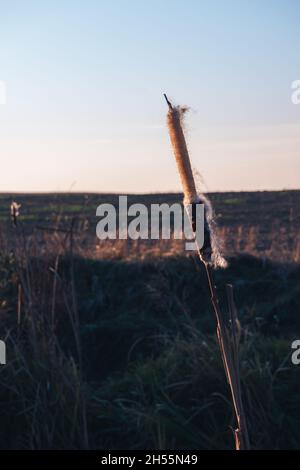 Foto der trockenen Blume Arctium láppa, große Klette. Nahaufnahme einer trockenen Blume bei Sonnenuntergang. Trockenes Blütenblätterwerk Stockfoto