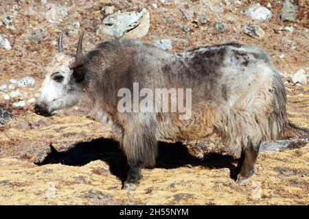 Weiß und grau Yak (Bos grunniens oder Bos mutus) Nepal himalaya, Berge Tier Stockfoto