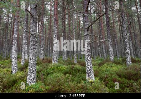 In einem Kiefernwald in den Cairngorms Mountains in Schottland sind Kiefernstämme mit weißem Moos bedeckt Stockfoto