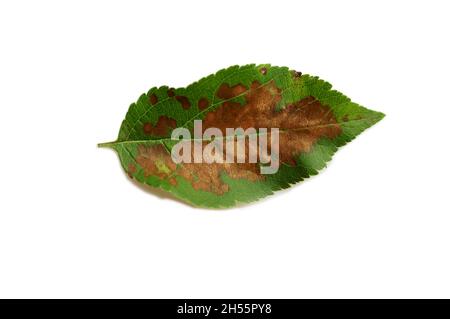 das Apfelbaumblatt ist von einer Pilzerkrankung betroffen. Braune Flecken und Schorf schlugen auf einen jungen Apfelbaum. Blatt ist auf weißem Hintergrund isoliert Stockfoto