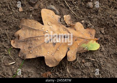 Englische Eiche (Quercus robur). Regentropfen auf einem gefallenen Blatt, auf Boden, Boden, Oberfläche. Herbst, Herbst, Oktober, Schuppen. Laubbaumablagen. Norfolk, Großbritannien Stockfoto