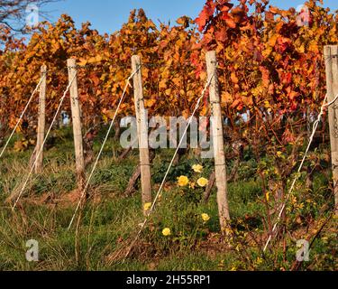 Gelbe Rosen neben Reihen von Weinreben mit roten Blättern an einem sonnigen Herbsttag in Alzey, Deutschland. Stockfoto
