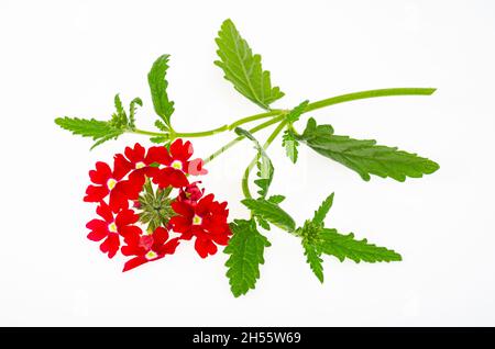 Rote Blüten Verbena canadensis auf weißem Hintergrund. Studio Photo. Stockfoto