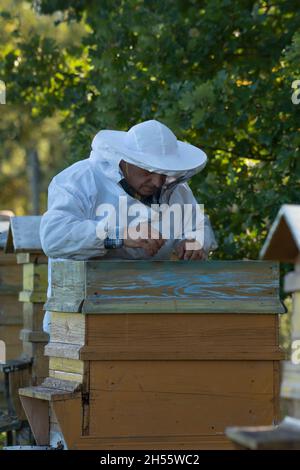 Imker arbeitet in der Bienenzucht. Stockfoto