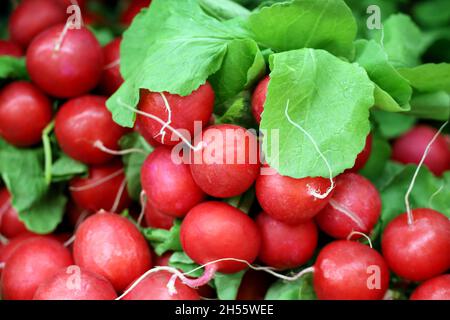 Roter Rettich mit Blättern auf dem Markt. Ein paar frische Gemüse Stockfoto
