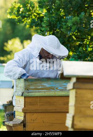 Imker arbeitet in der Bienenzucht. Stockfoto