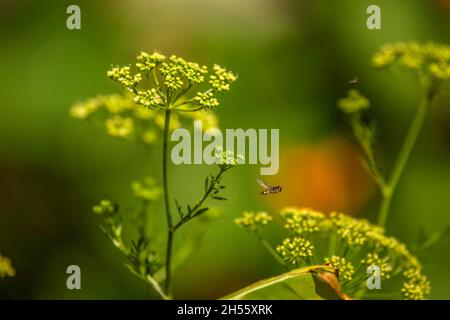 Kleine Biene, die über kleine gelbe Blüten fliegt Stockfoto
