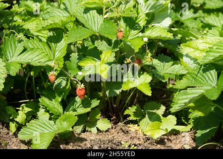 Kleiner Erdbeerstrauch im Wald. Rote Erdbeeren auf wilder Wiese Stockfoto