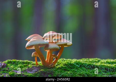 Pilze, die im Wald wachsen, Hypholoma fasciculare Stockfoto