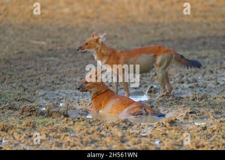 Ein Paar ausgewachsene Dholes oder indische Wildhunde (Cuon alpinus) im Tadoba Andhari Tiger Reserve, Maharashtra, Indien Stockfoto