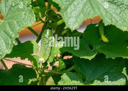 Die Gurken im Garten im Dorf. Gurkenplage auf dem Gitter. Das Gurkenbett im Freien. Stockfoto