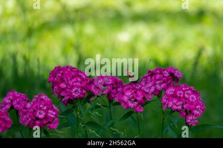 Blaue Schmetterlinge fliegen in Kosmos Blumen Stockfoto
