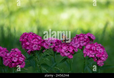 Blaue Schmetterlinge fliegen in Kosmos Blumen Stockfoto