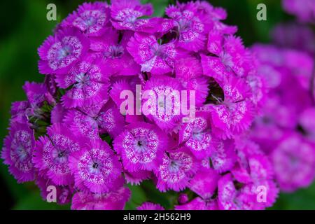 Blaue Schmetterlinge fliegen in Kosmos Blumen Stockfoto