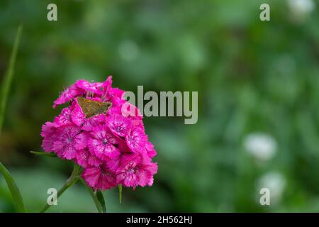 Blaue Schmetterlinge fliegen in Kosmos Blumen Stockfoto