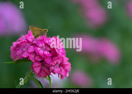 Blaue Schmetterlinge fliegen in Kosmos Blumen Stockfoto