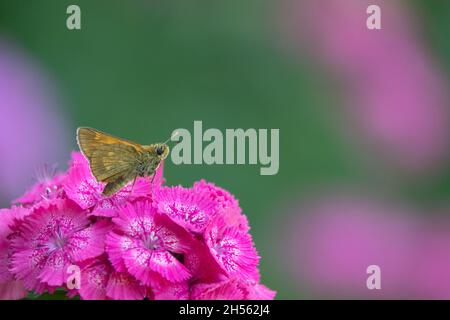 Blaue Schmetterlinge fliegen in Kosmos Blumen Stockfoto