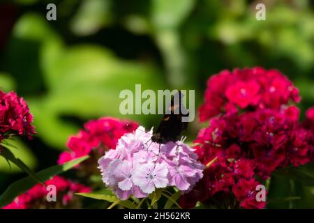 Blaue Schmetterlinge fliegen in Kosmos Blumen Stockfoto