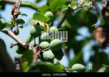 Blaue Beeren von blackthorn Reifen auf Büschen Stockfoto