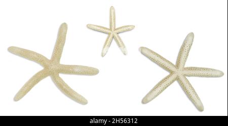 Beige Seesterne auf weißem, isoliertem Hintergrund. Design-Elemente ausschneiden. Urlaubskonzept, Meer, Strand Stockfoto