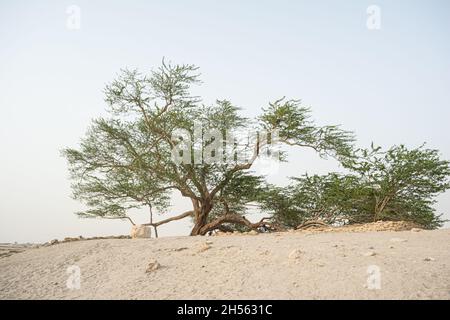 Der Baum des Lebens in Bahrain Stockfoto
