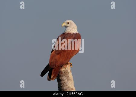 Ein erwachsener Brahminy-Drachen (Haliastur indus indus), der auf einem Baum in Goa, Indien, thront Stockfoto