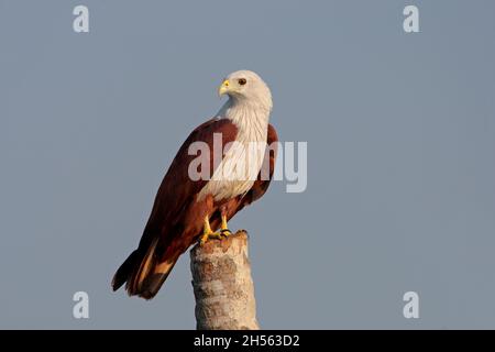 Ein erwachsener Brahminy-Drachen (Haliastur indus indus), der auf einem Baum in Goa, Indien, thront Stockfoto