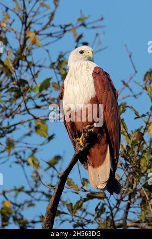 Ein erwachsener Brahminy-Drachen (Haliastur indus indus), der auf einem Baum in Goa, Indien, thront Stockfoto