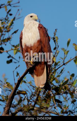 Ein erwachsener Brahminy-Drachen (Haliastur indus indus), der auf einem Baum in Goa, Indien, thront Stockfoto