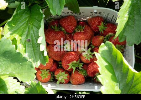 Hintergrund aus erntefrischen Erdbeeren direkt über Stockfoto