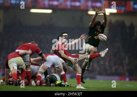 Cardiff, Großbritannien. November 2021. Tomos Williams aus Wales in Aktion. Rugby Autumn Nations Series Spiel, Wales gegen Südafrika im Fürstentum Stadion in Cardiff am Samstag, 6. November 2021. Bild von Andrew Orchard/Andrew Orchard Sports Photography Credit: Andrew Orchard Sports Photography/Alamy Live News Stockfoto