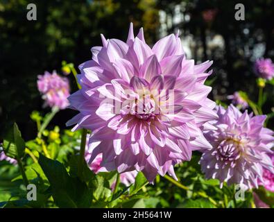 Die Dahlie (Name, Almand‘Freude) im Dahlia-Garten Baden Baden in der Nähe der lichtentaler Gasse. Baden Baden, Baden Württemberg, Deutschland Stockfoto