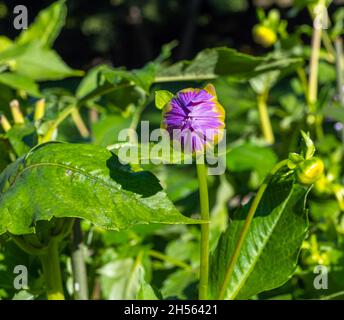 Die Dahlie (Name, Almand‘Freude) im Dahlia-Garten Baden Baden in der Nähe der lichtentaler Gasse. Baden Baden, Baden Württemberg, Deutschland Stockfoto