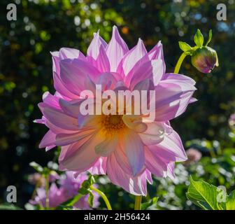 Die Dahlie (Name, Almand‘Freude) im Dahlia-Garten Baden Baden in der Nähe der lichtentaler Gasse. Baden Baden, Baden Württemberg, Deutschland Stockfoto