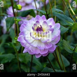 Die Dahlie (Name, Sandia Melody) im Dahlia-Garten Baden Baden in der Nähe der lichtentaler Gasse. Baden Baden, Baden Württemberg, Deutschland Stockfoto