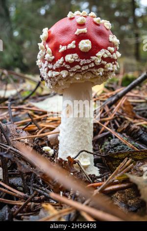 Fliegen Sie Agarie (Amanita muscaria) im Wald Stockfoto