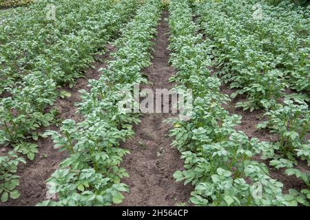 Kartoffelplantagen wachsen auf dem Feld. Gemüsereihen. Landwirtschaft, Landwirtschaft. Landschaft mit landwirtschaftlichen Flächen. Stockfoto