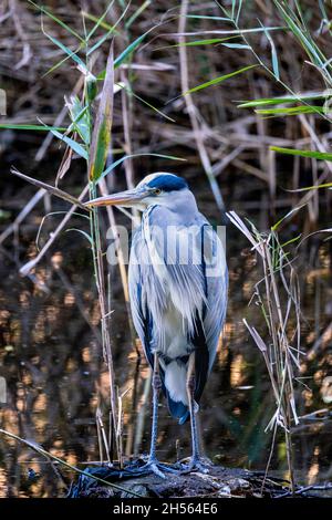 Gray Heron, Ardea cinera, im Camley Street Natural Park, der vom London Wildlife Trust betrieben wird, im Herzen von Kings Cross, London, England Stockfoto