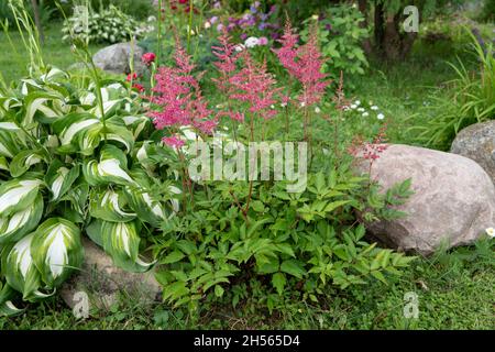 Astilbe Saxifragaceae Eine Blume ohne Glitzer Sommer schöne Textur verschwommener Hintergrund Falsche Spiraea Stockfoto