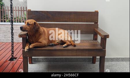 Brauner Hund, der auf einer Holzbank liegt, mit hochgezogenem Kinn. Stockfoto