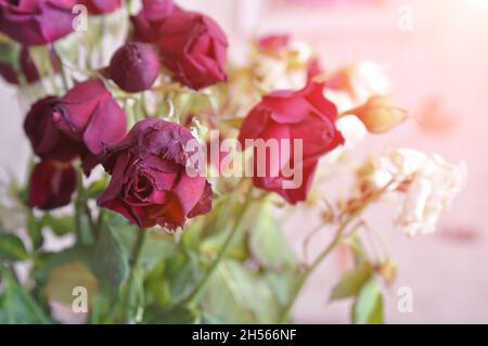 Ein verwelkter Strauß weißer und roter Rosen. Liebe und Trennung Konzept. Stockfoto