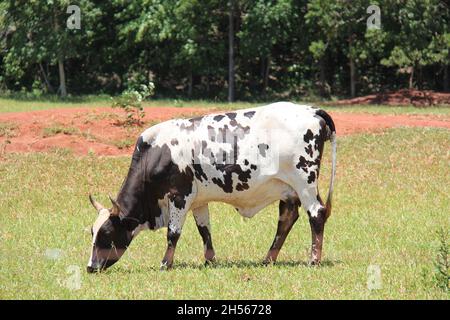 Kuh: Weiß mit schwarzen Flecken, grasen auf einem Bauernhof, in Mato Grosso do Sul, Brasilien. Stockfoto